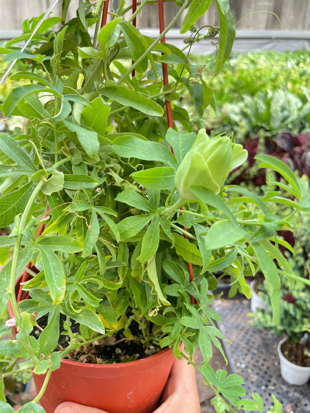 Passion Flower Indoor Plants 6" Pot Austin Jungle Co.
