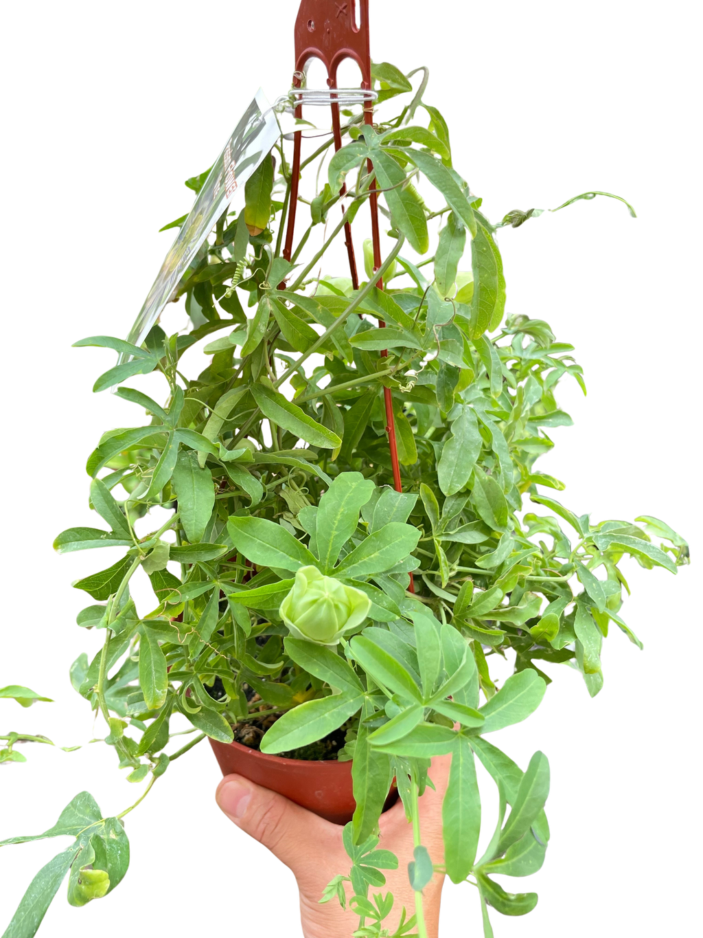 Passion Flower Indoor Plants 6" Pot Austin Jungle Co.