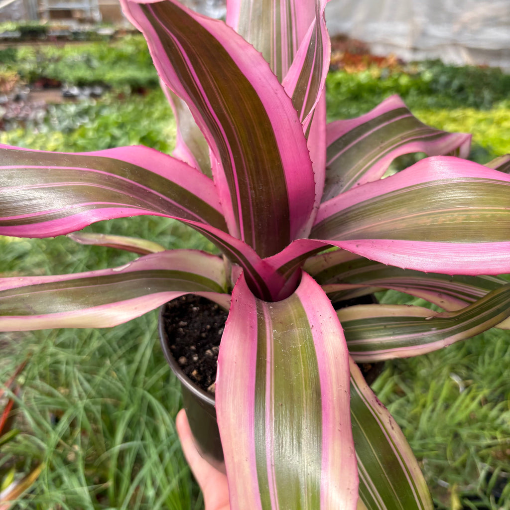 Bromeliad 'Pink Magic' Indoor Plants 6" Pot Austin Jungle Co.