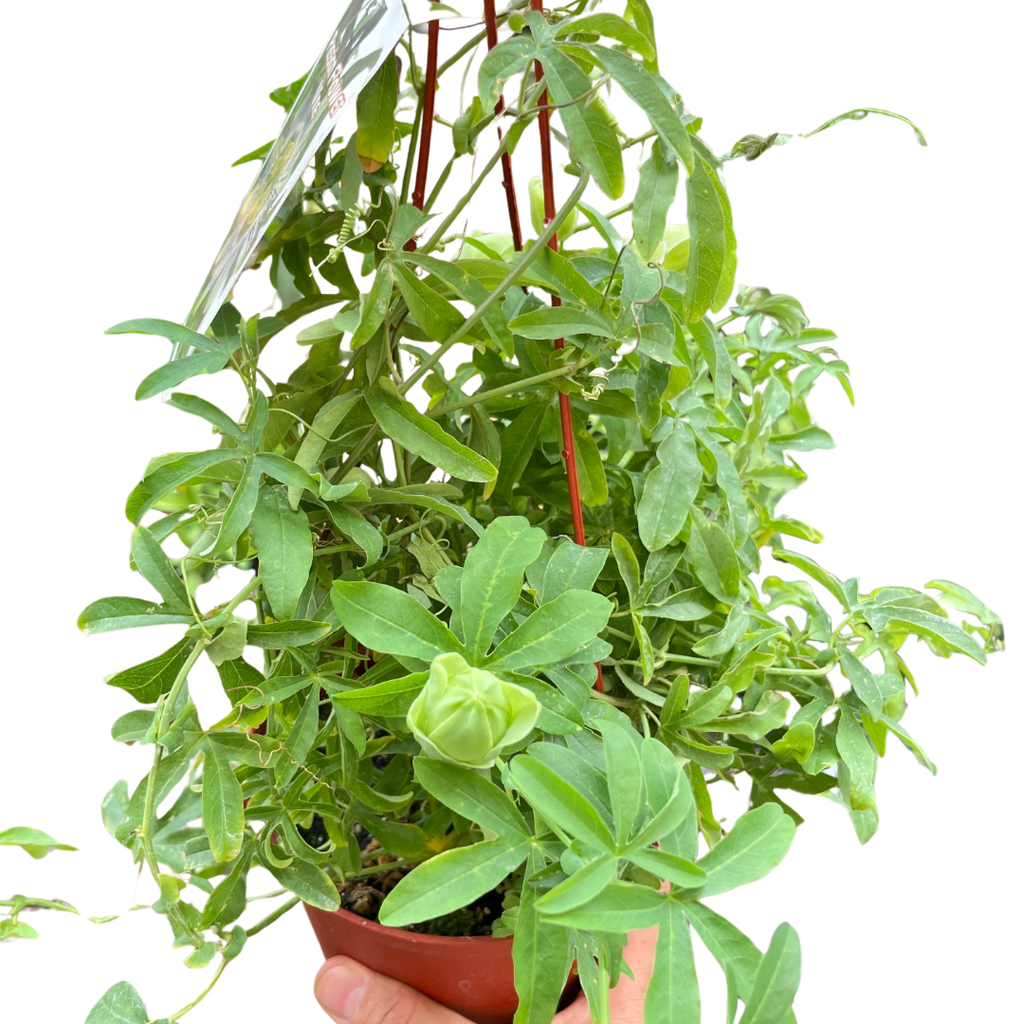 Passion Flower Indoor Plants 6" Pot Austin Jungle Co.