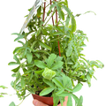 Passion Flower Indoor Plants 6" Pot Austin Jungle Co.