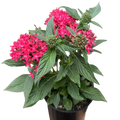 Pentas Red 6" Pot Austin Jungle Co.