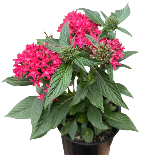 Pentas Red 6" Pot Austin Jungle Co.