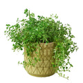 Pepe Planter - 6.5 Inch Accessories ($10 Ship/31oz) Pink Austin Jungle Co.