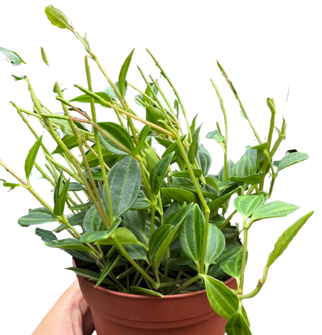 Peperomia 'Angulata' 4" Plant 4" Pot Austin Jungle Co.