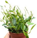 Peperomia 'Angulata' 4" Plant 4" Pot Austin Jungle Co.