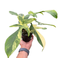 Philodendron Florida Beauty Variegated - Austin Jungle Co.