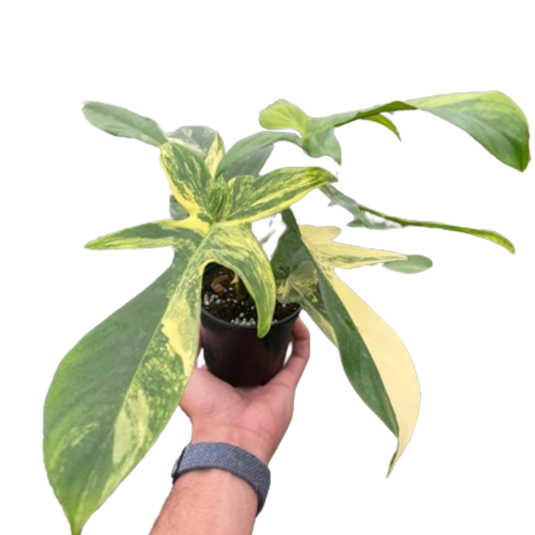 Philodendron Florida Beauty Variegated - Austin Jungle Co.