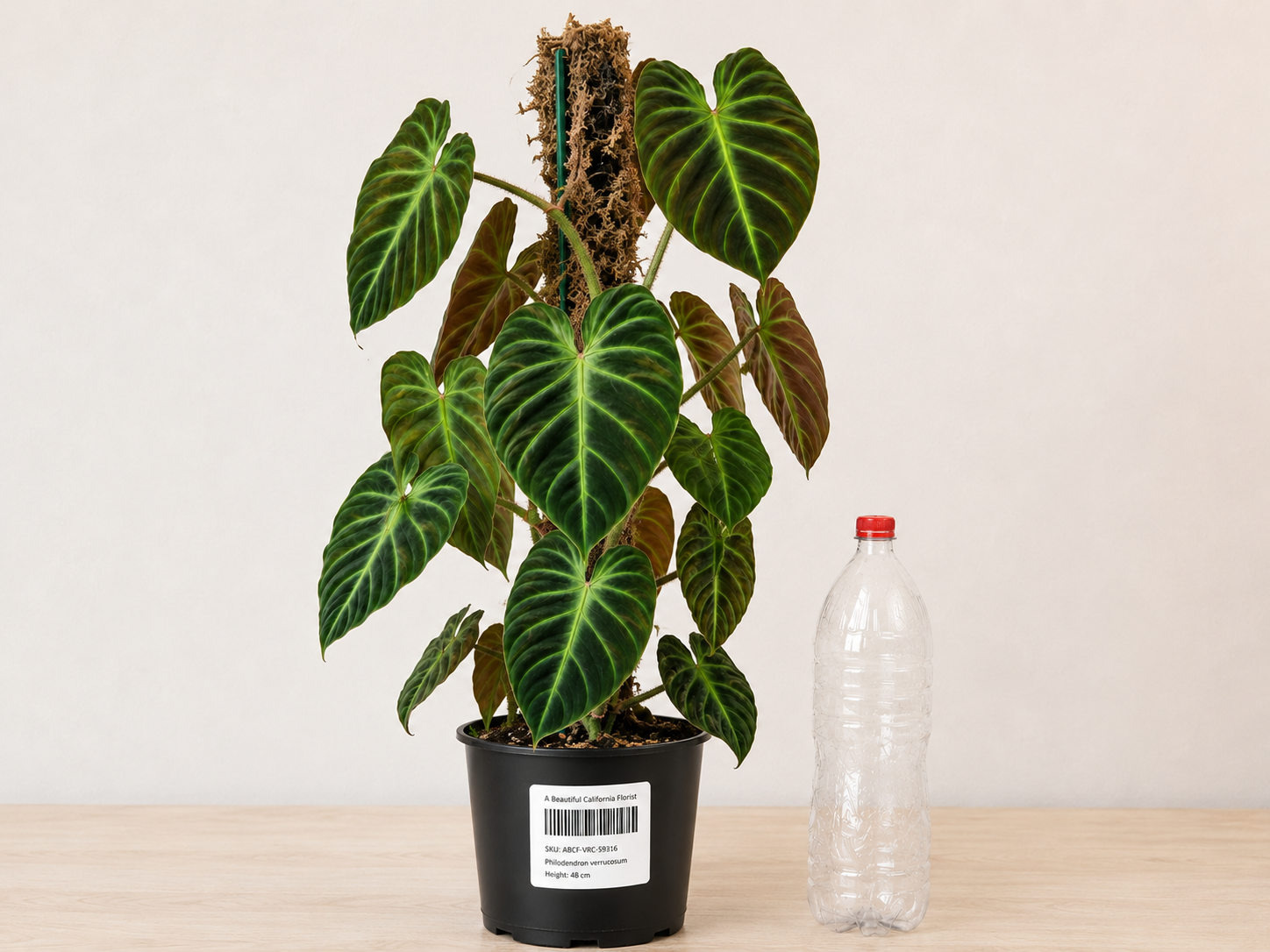 Philodendron verrucosum 6" / 15 см pot