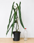 Philodendron spiritus-sancti 80-90CM