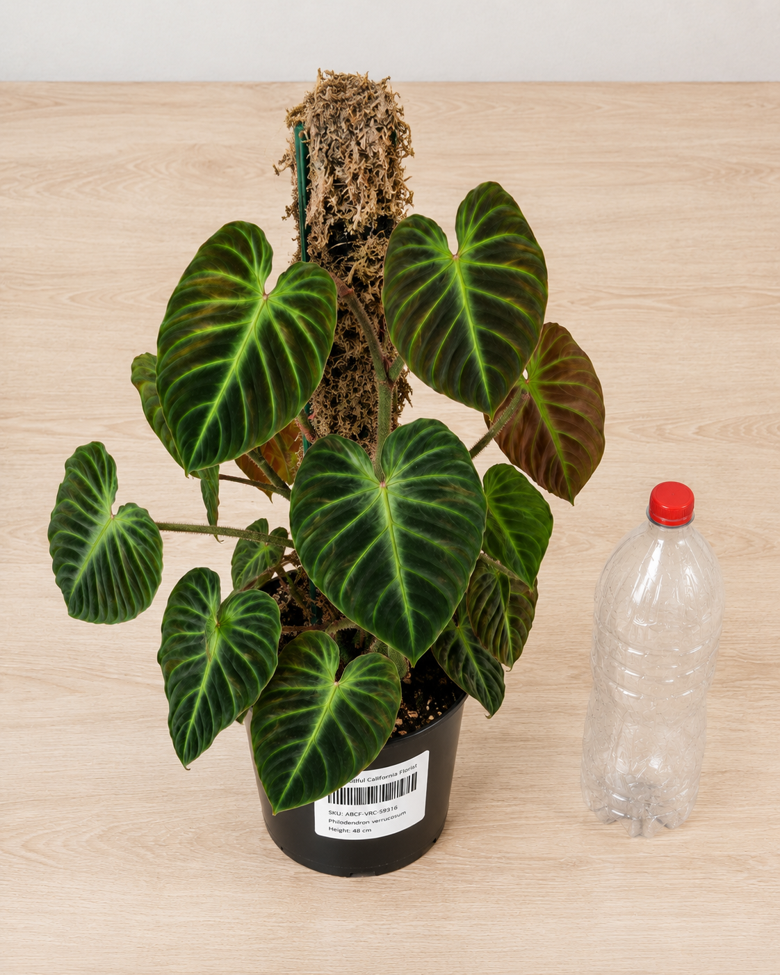 Philodendron verrucosum 6" / 15 см pot