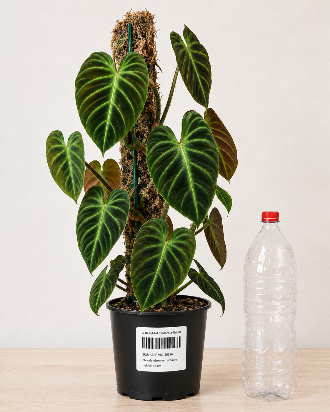 Philodendron verrucosum 6" / 15 см pot