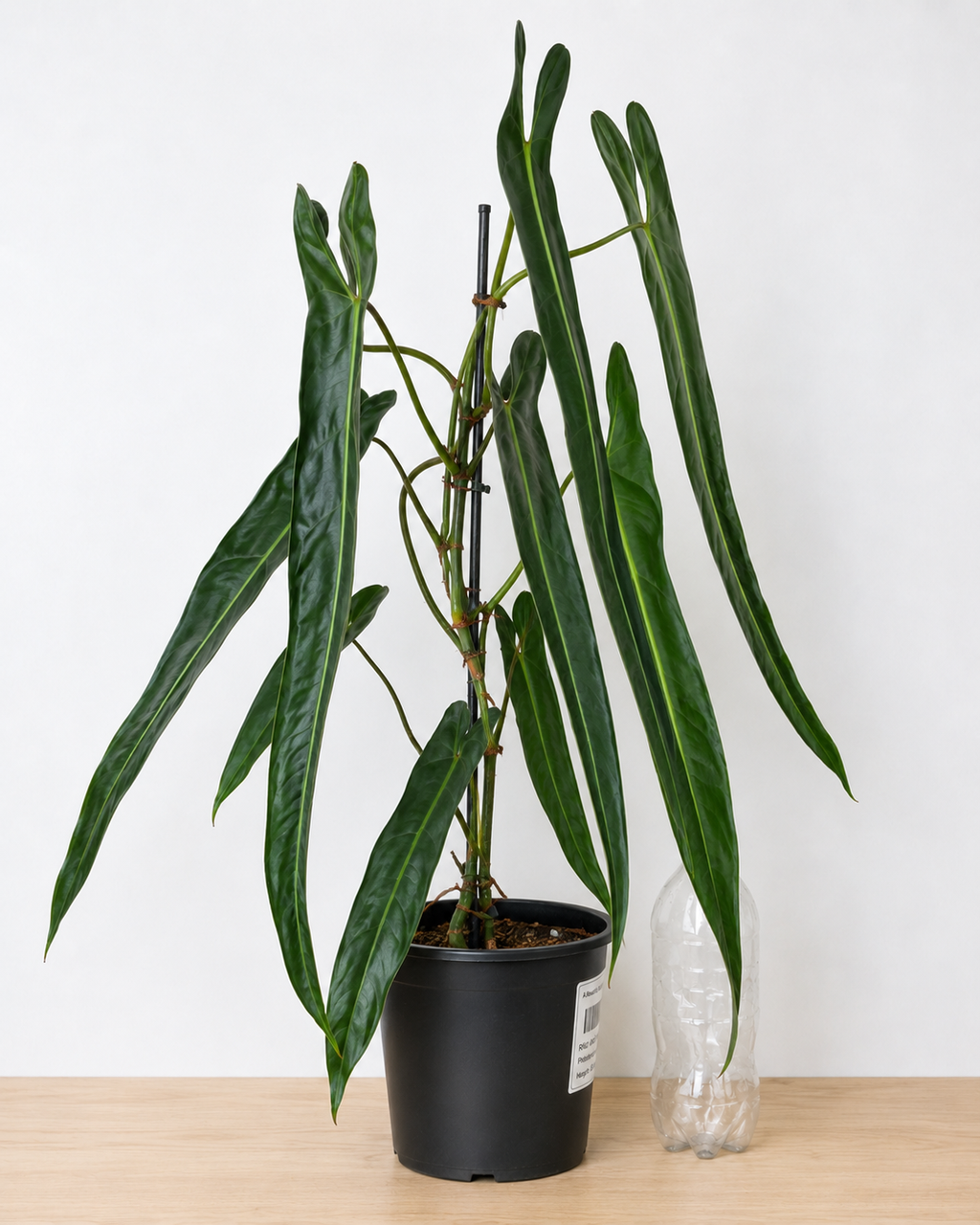 Philodendron spiritus-sancti 80-90CM