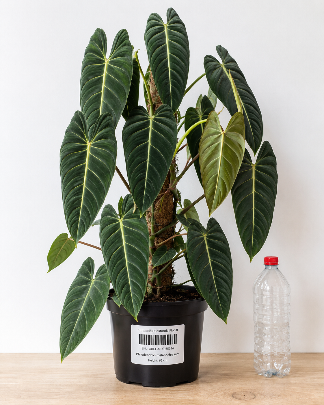 Philodendron melanochrysum 70-90 CM