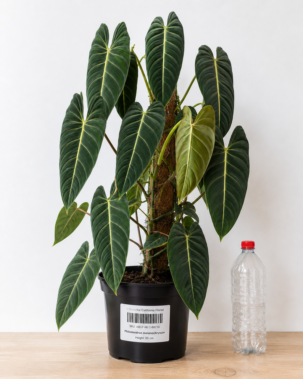 Philodendron melanochrysum 70-90 CM