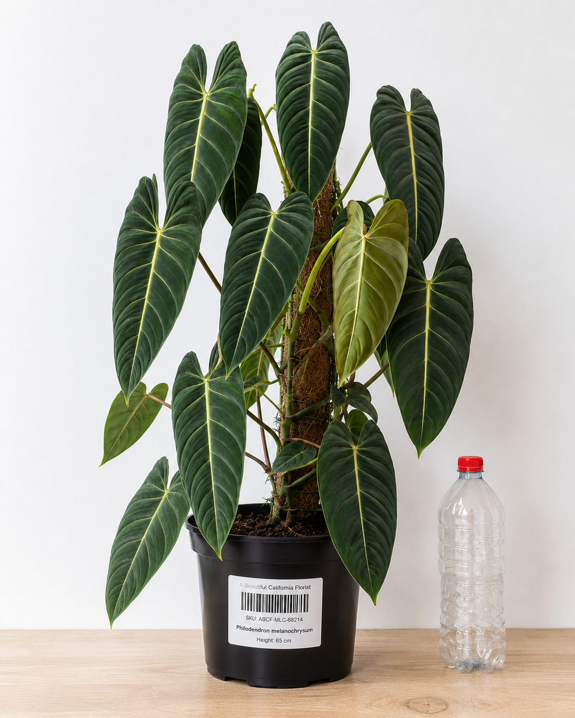 Philodendron melanochrysum 70-90 CM