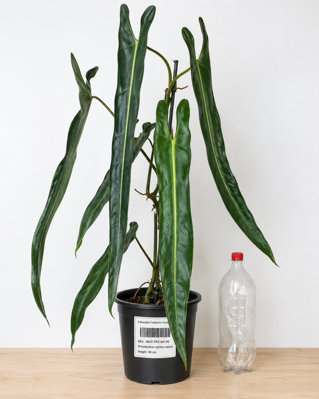 Philodendron spiritus-sancti 80-90CM