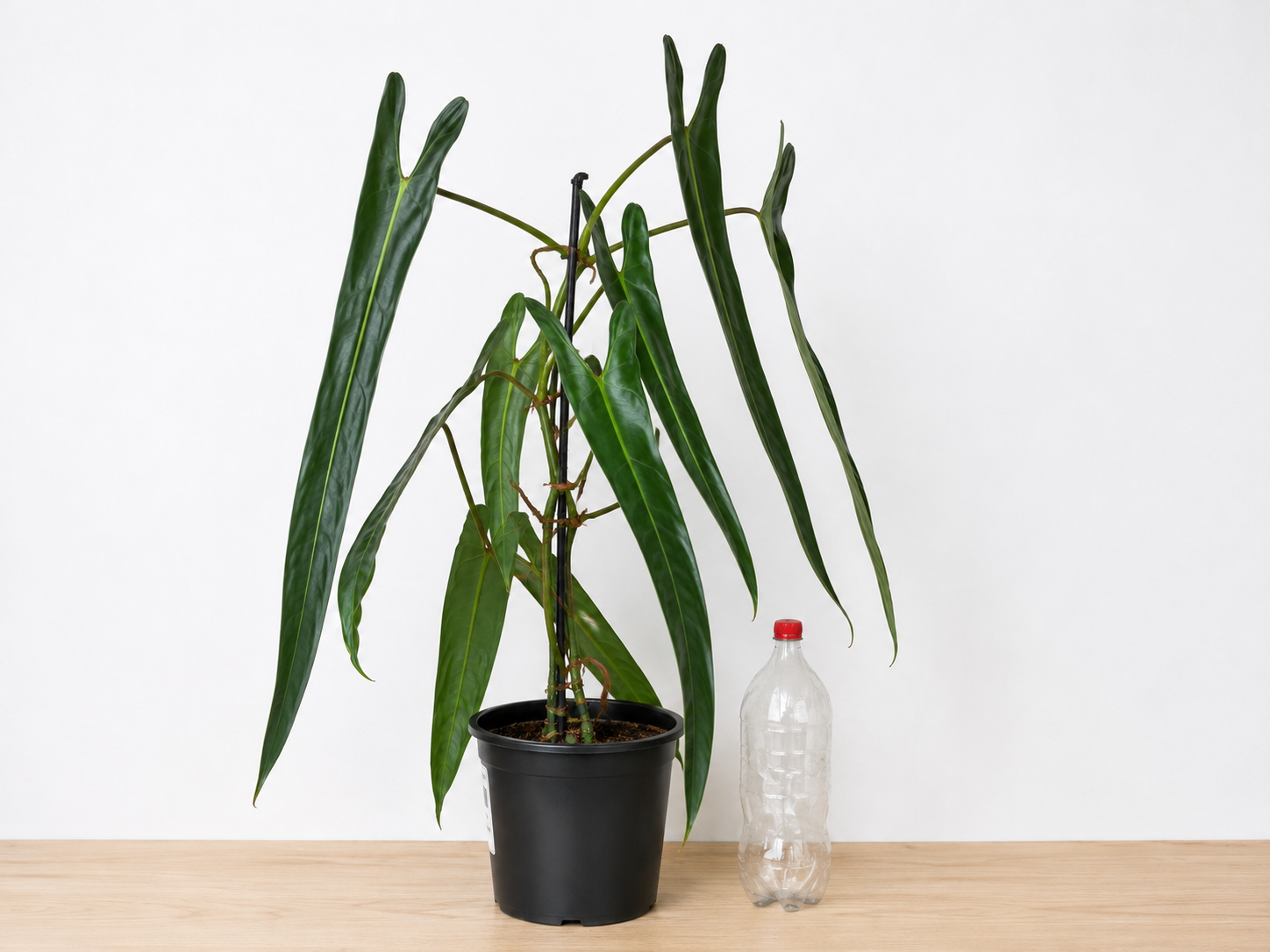 Philodendron spiritus-sancti 80-90CM