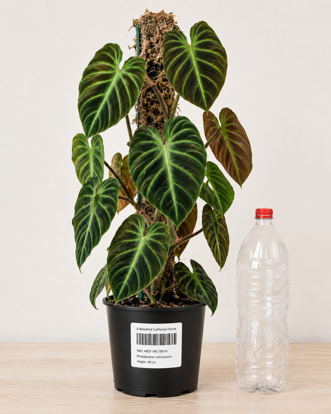 Philodendron verrucosum 6" / 15 см pot