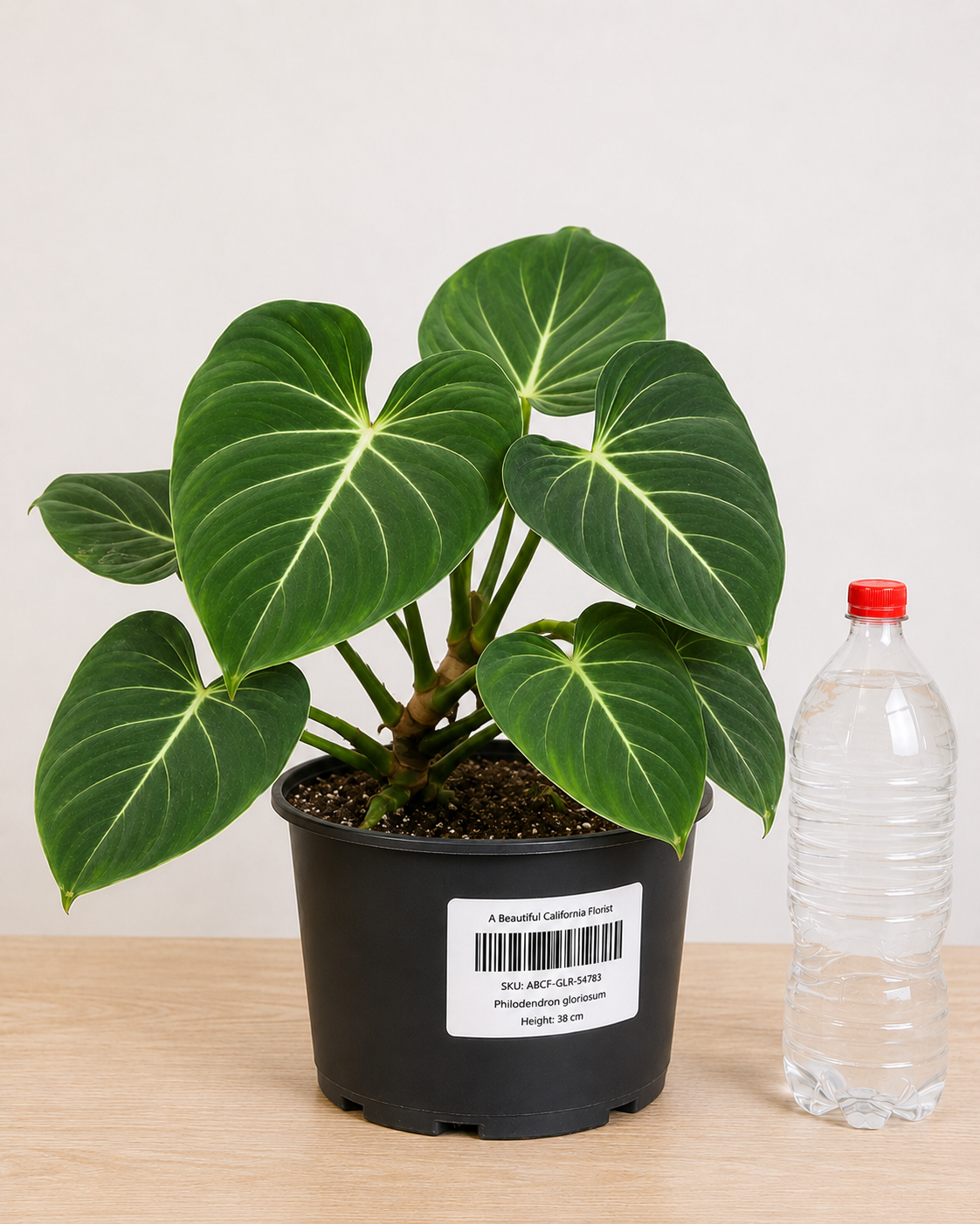 Philodendron gloriosum 70-90CM