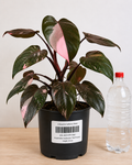 Philodendron erubescens ‘Pink Princess’ 70-90CM