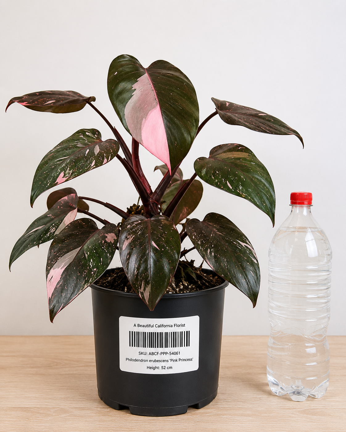 Philodendron erubescens ‘Pink Princess’ 70-90CM