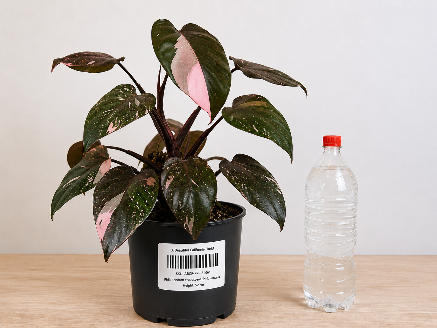 Philodendron erubescens ‘Pink Princess’ 70-90CM