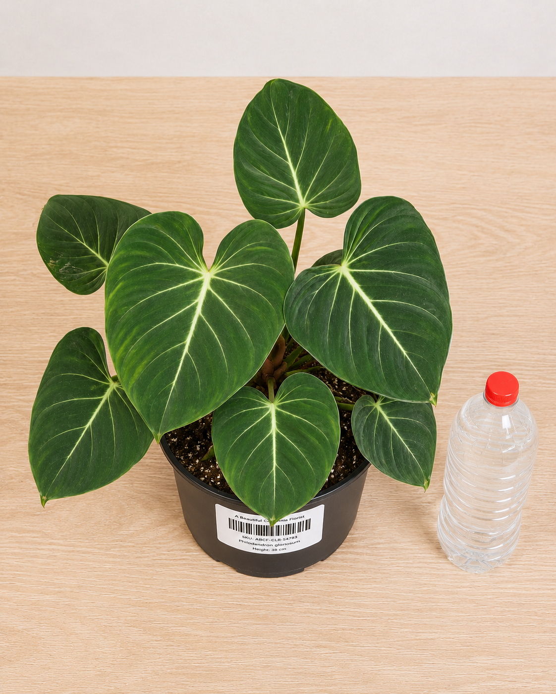 Philodendron gloriosum 70-90CM