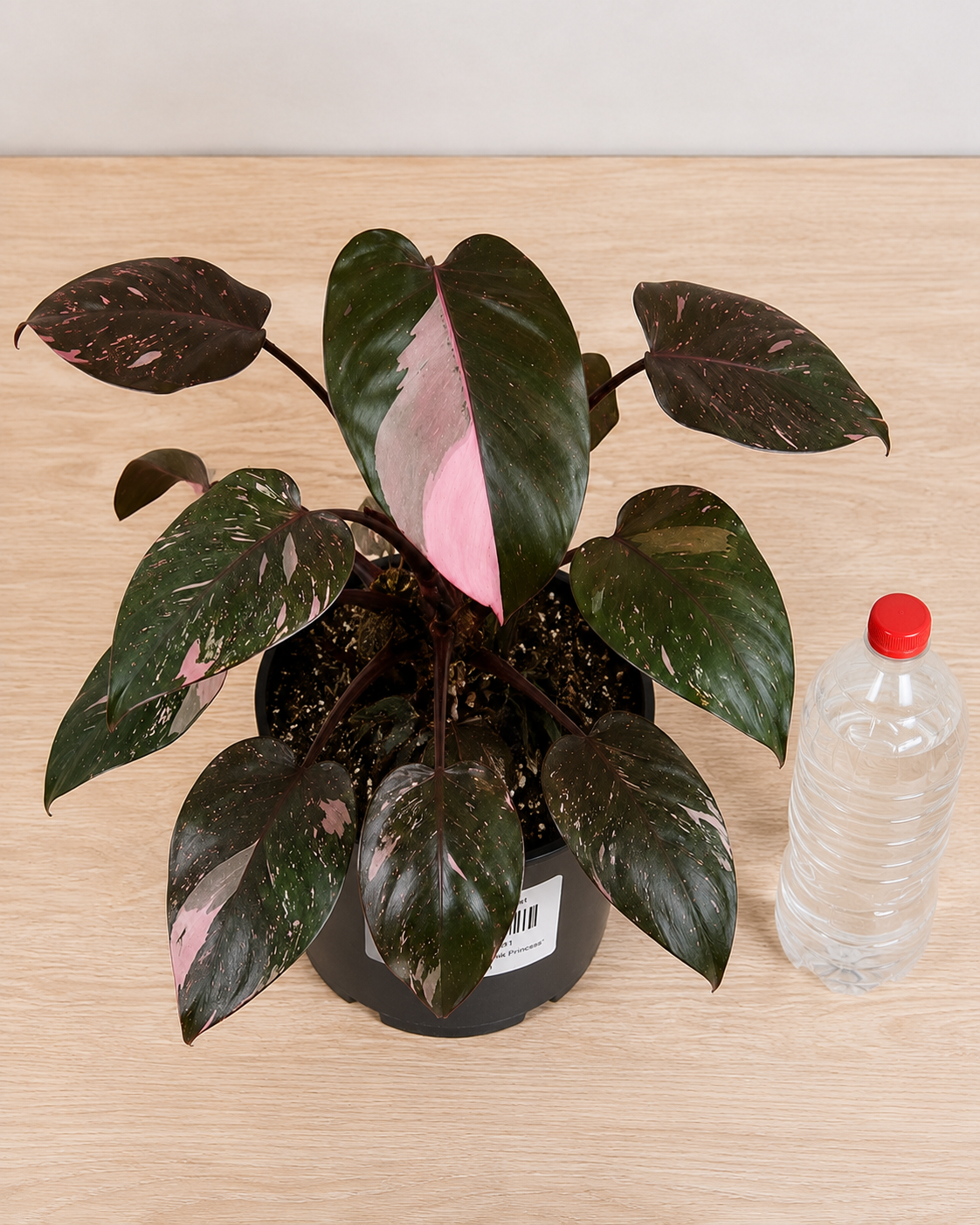 Philodendron erubescens ‘Pink Princess’ 70-90CM