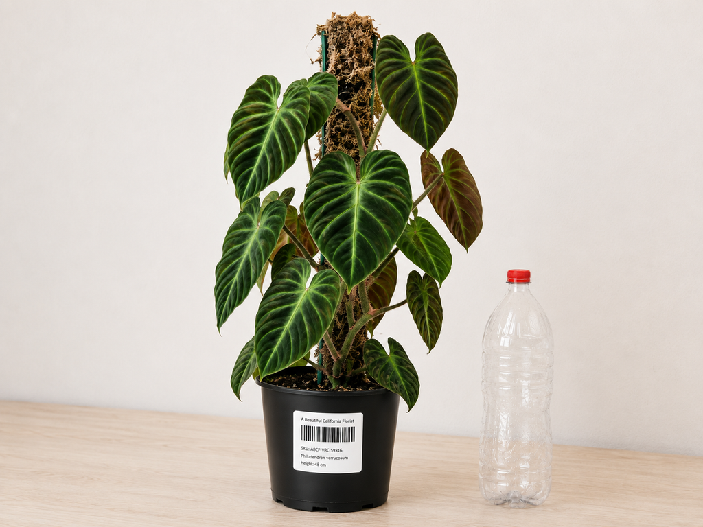 Philodendron verrucosum 6" / 15 см pot
