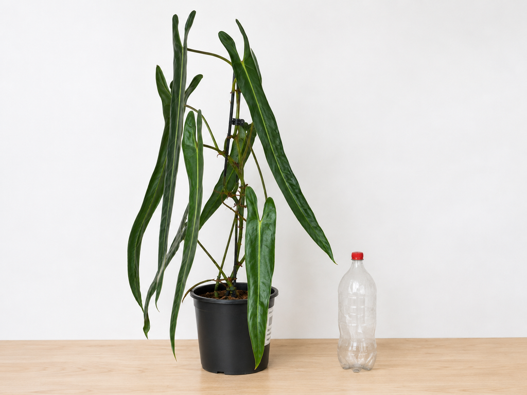 Philodendron spiritus-sancti 80-90CM