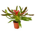 Bromeliad Medusa Default 4" Pot Austin Jungle Co.