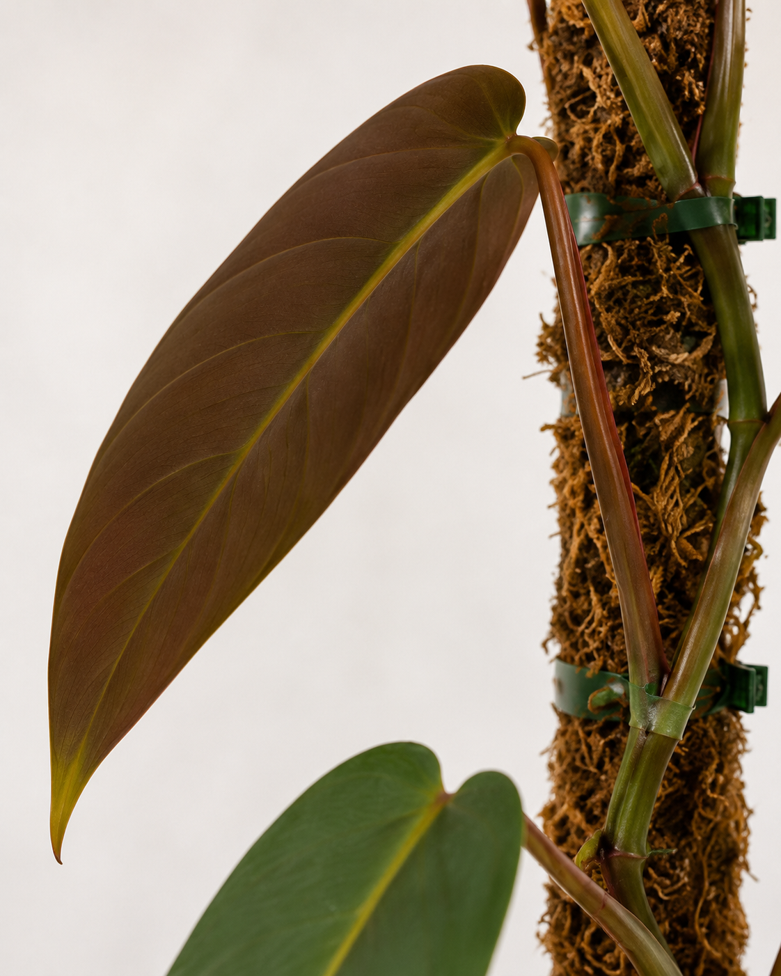 Philodendron atabapoense 6–8"pot