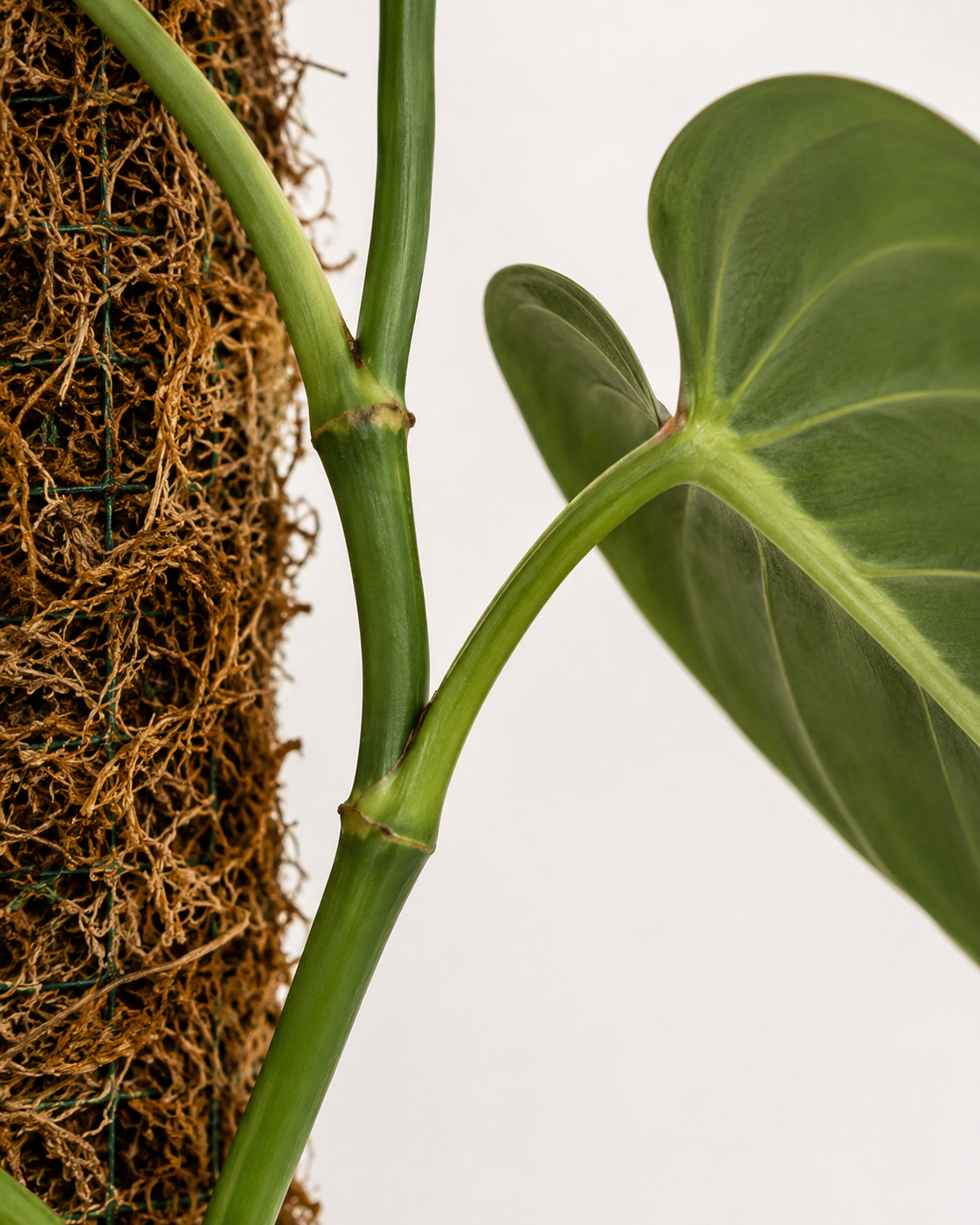 Philodendron ‘Majesty’ 6–8"