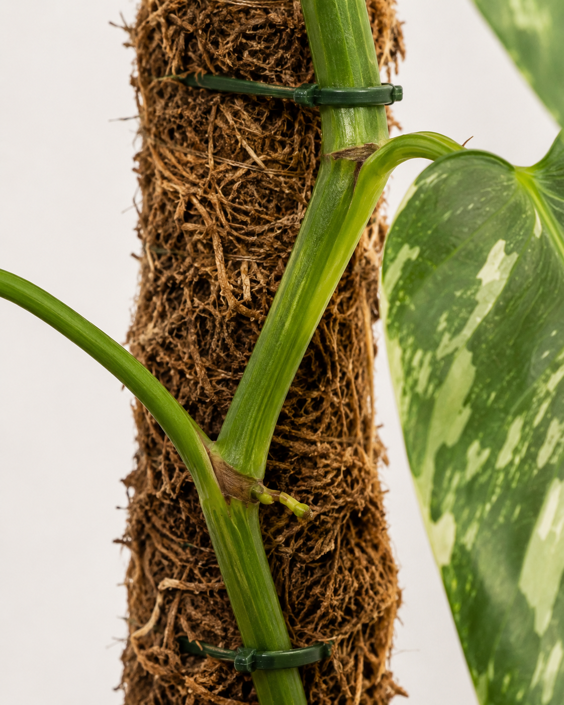 Philodendron ‘Paraiso Verde’ 6–8" pot