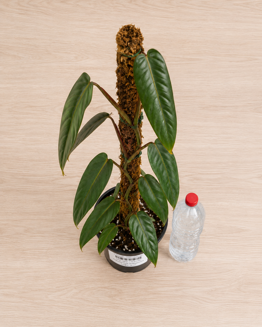 Philodendron atabapoense 6–8"pot