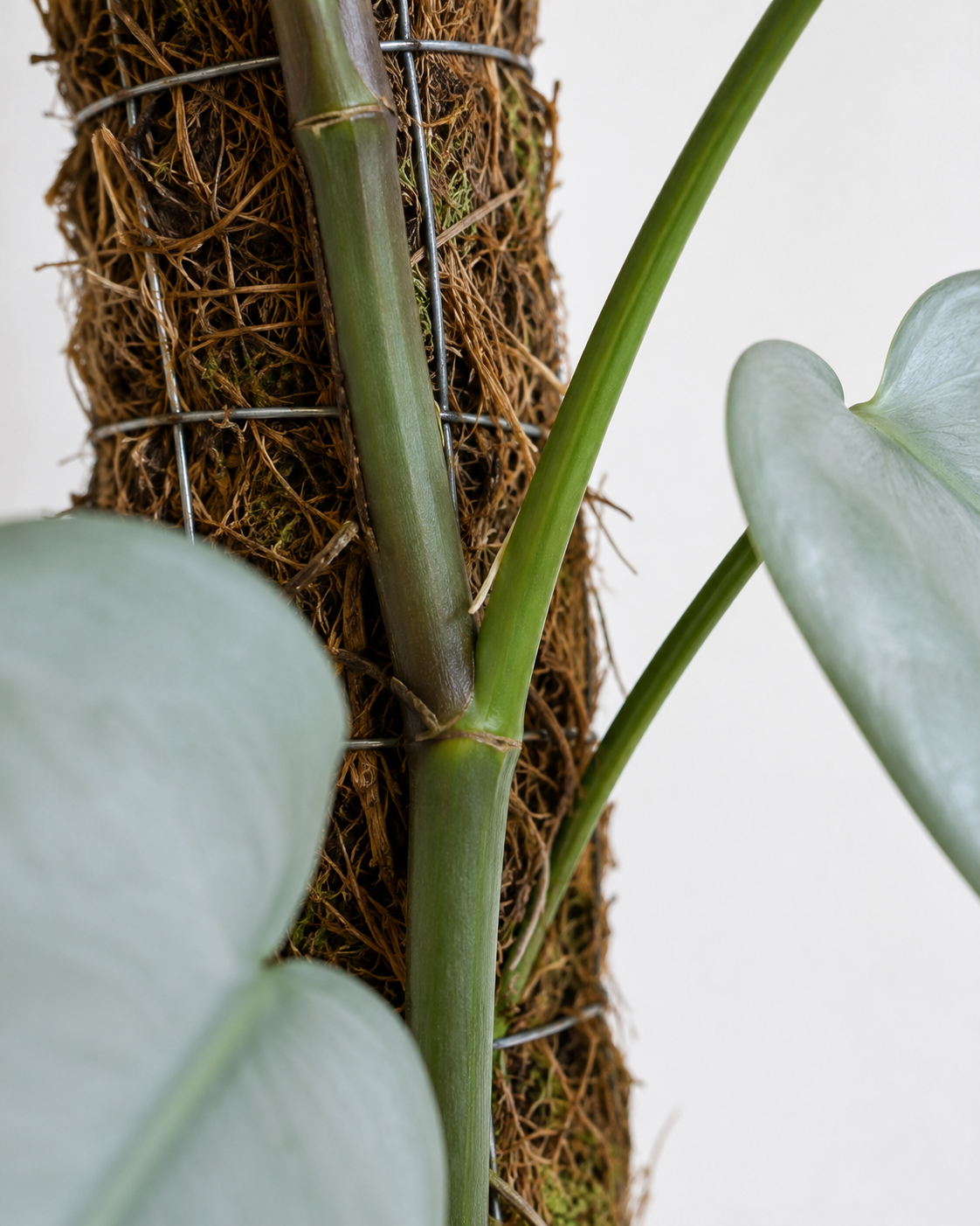 Philodendron ‘Silver Sword’ 6–8" pot