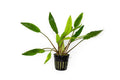 Cryptocoryne Sri Lanka – Pot Default Title Austin Jungle Co.