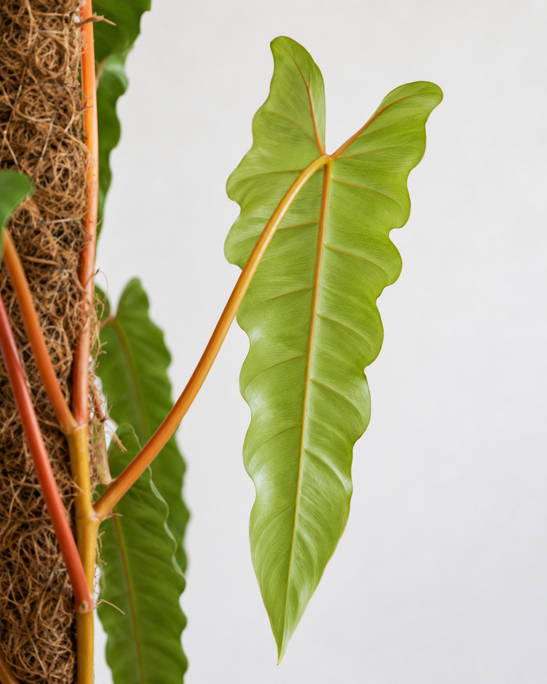 Philodendron Billietiae 6–8" pot