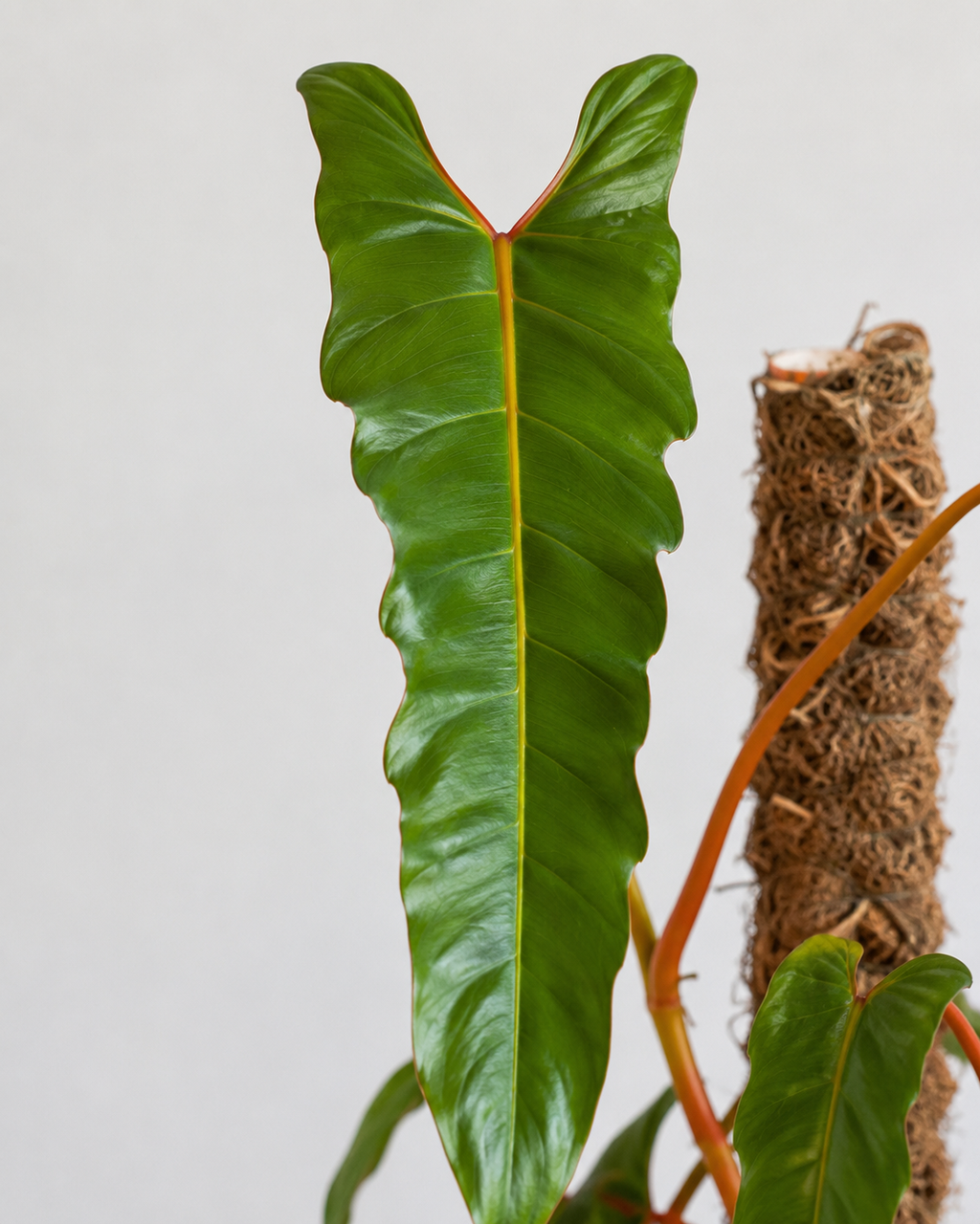 Philodendron Billietiae 6–8" pot
