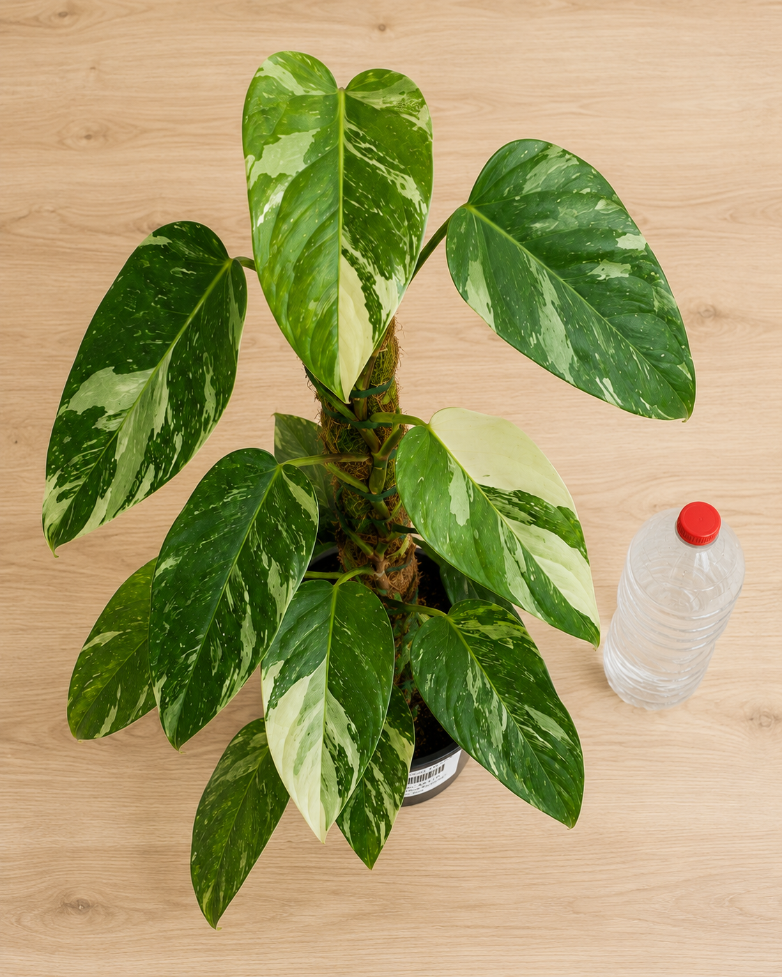 Philodendron ‘Jose Buono’ 6–8"