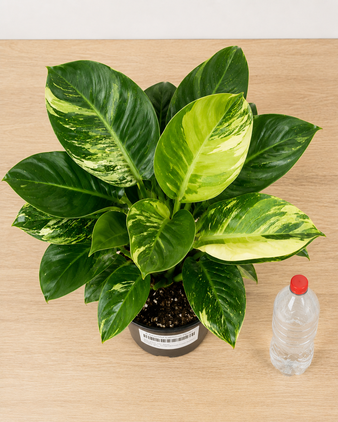 Philodendron ‘Variegated Green Congo Nuclear’ 6–8"pot