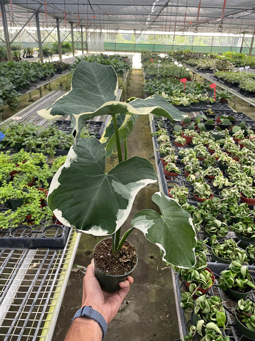 Alocasia 'Mickey Mouse' (Xanthosoma sagittifolium 'Variegatum Monstrosum') Indoor Plants 2" Pot Austin Jungle Co.
