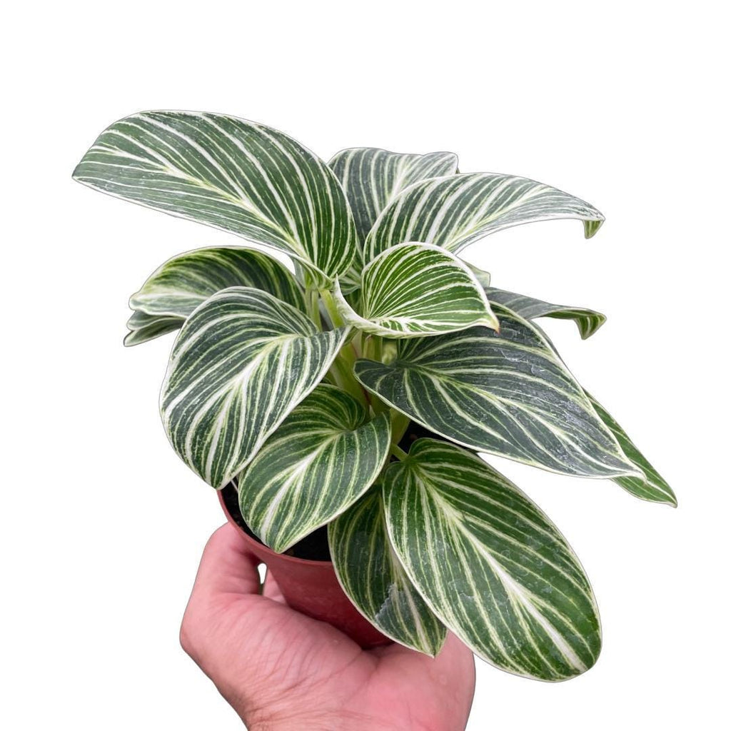 Philodendron White Measure 4" Plant 4" Pot Austin Jungle Co.