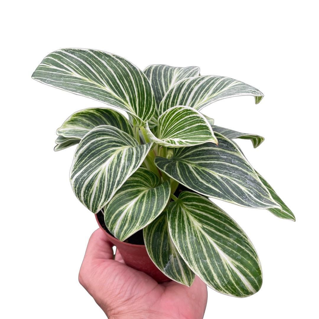 Philodendron White Measure 4" Plant 4" Pot Austin Jungle Co.