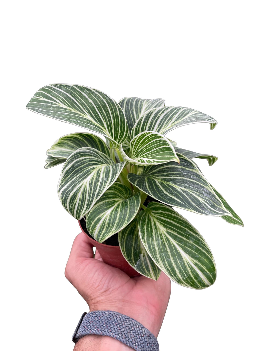 Philodendron White Measure 4" Plant 4" Pot Austin Jungle Co.