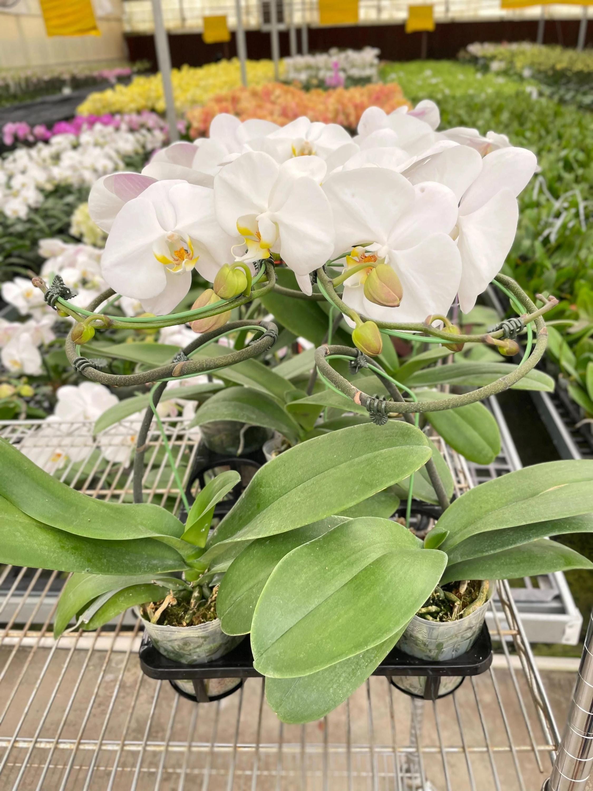 Orchid 'White Phalaenopsis' 3" Pot / Double Spike Austin Jungle Co.