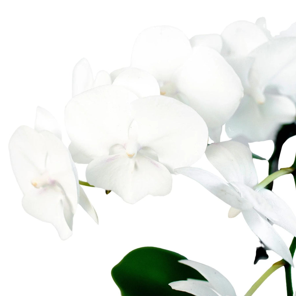 Orchid 'White Phalaenopsis' 3" Pot / Double Spike Austin Jungle Co.