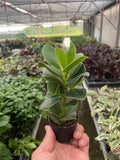 Clusia 'Princess' (Autograph Plant) Indoor Plants 2" Pot Austin Jungle Co.