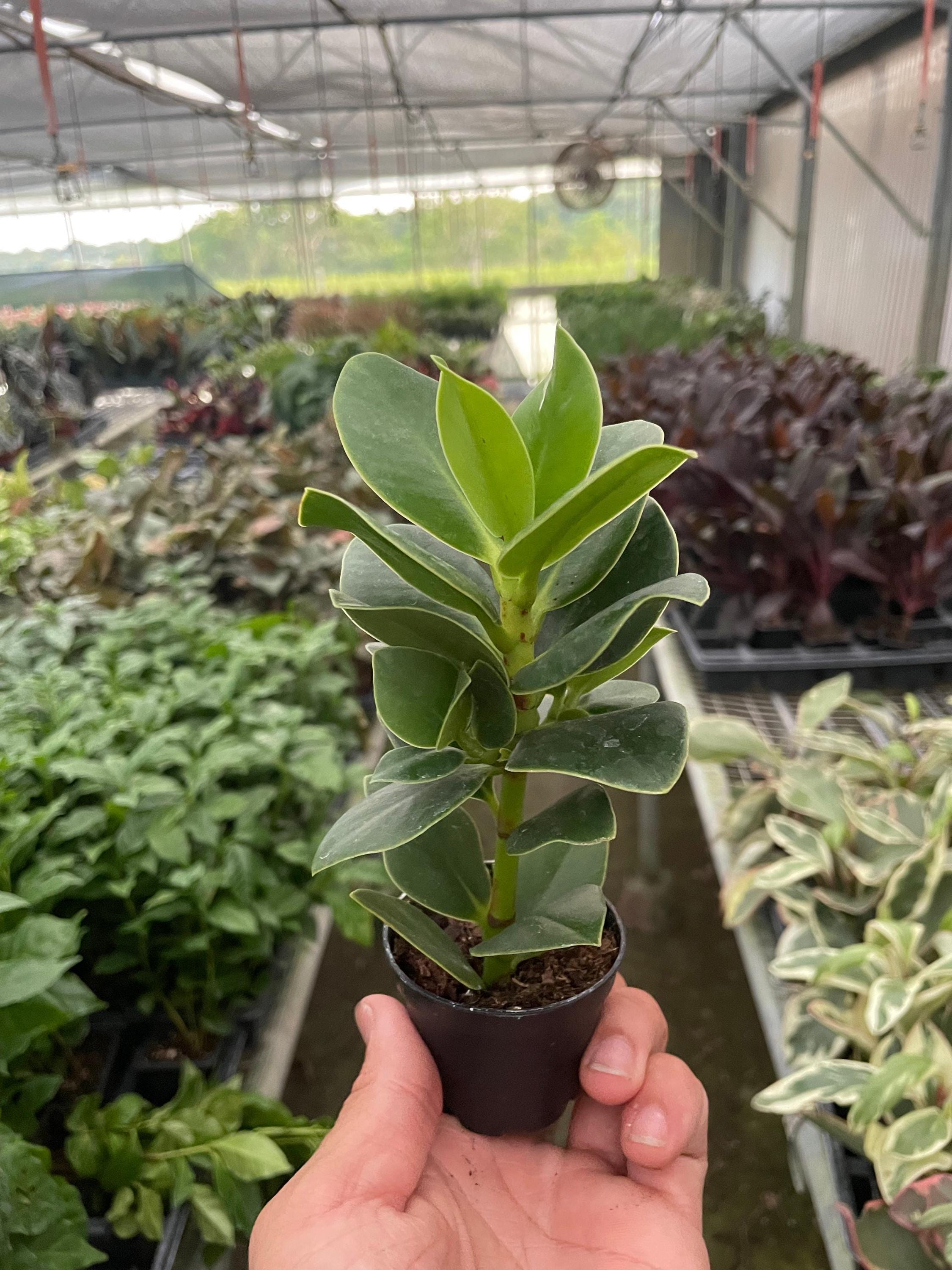 Clusia 'Princess' (Autograph Plant) Indoor Plants 2" Pot Austin Jungle Co.